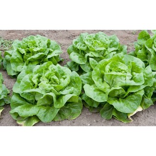 Hạt Giống Xà Lách Cuộn Gói 2gram – Giòn Ngon, Dễ Trồng, Ăn Salad Tuyệt Vời