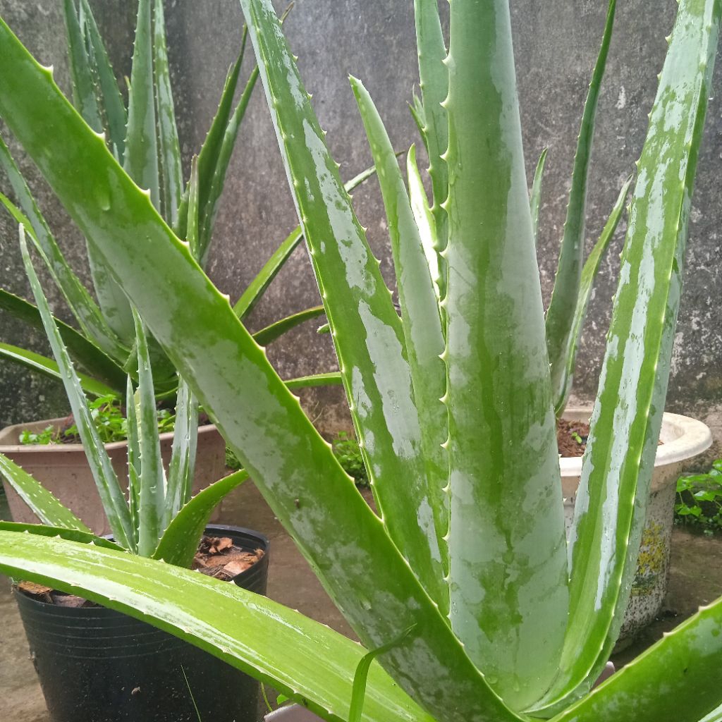🥬Bẹ NHA ĐAM tươi🥬