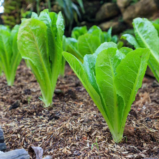 [Top Value] Hạt Giống Xà Lách Romaine Xanh (Mỡ Xanh) Thái Lan - Nguyên gói 2gram- GM 95% (video shop