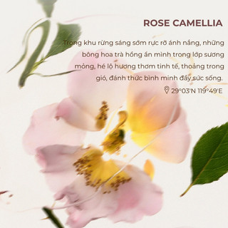 Hộp Quà Nến Kèm Tinh Dầu Thơm Phòng CITTA Camellia, Giúp Thư Giãn Giảm Stress - Chính Hãng SOYAMOO