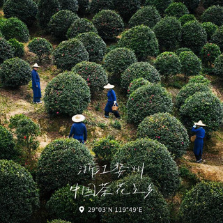 Hộp Quà Nến Kèm Tinh Dầu Thơm Phòng CITTA Camellia, Giúp Thư Giãn Giảm Stress - Chính Hãng SOYAMOO
