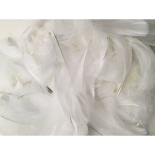 100 Lông vũ màu trắng, màu pastel trang trí tiệc cưới