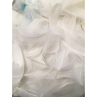 100 Lông vũ màu trắng, màu pastel trang trí tiệc cưới