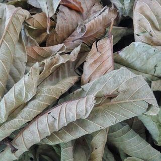 Lá ổi khô - thảo dược Tấn Phát