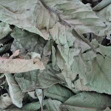 Lá ổi khô - thảo dược Tấn Phát