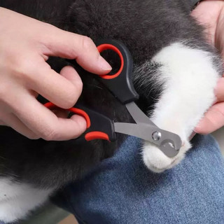 Dụng cụ cắt móng cho thú cưng