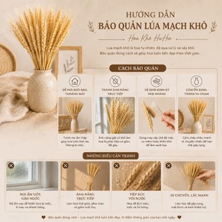 Bó 100 Cành Hoa Lúa Mạch Khô Tự Nhiên Decor Trang Trí Cắm Lọ, Chụp Ảnh, Quà Tặng Vintage - Hoa Khô HuHa