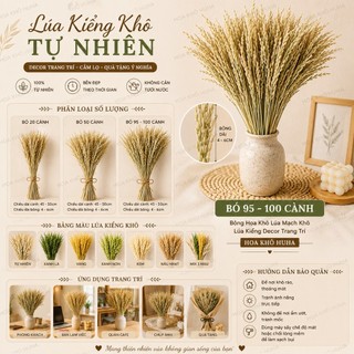 Bó 100 Cành Hoa Lúa Mạch Khô Tự Nhiên Decor Trang Trí Cắm Lọ, Chụp Ảnh, Quà Tặng Vintage - Hoa Khô HuHa