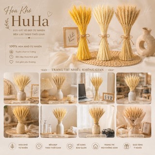 Bó 100 Cành Hoa Lúa Mạch Khô Tự Nhiên Decor Trang Trí Cắm Lọ, Chụp Ảnh, Quà Tặng Vintage - Hoa Khô HuHa