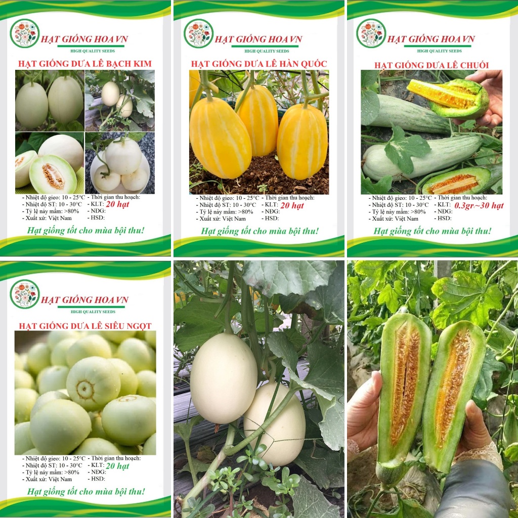 Hạt giống Dưa Lê Chuối, Dưa lê, Dưa lê HànQuốc - Dây leo ăn quả ngọt trồng quanh năm - hatgionghoavn