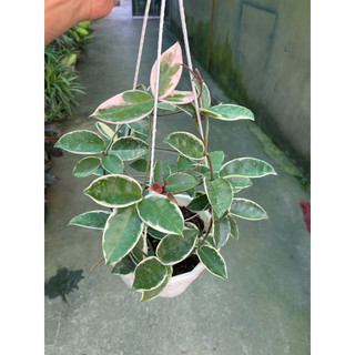 hoa lan cẩm cù lá cẩm thạch giò to