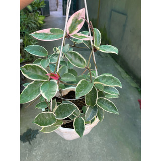 hoa lan cẩm cù lá cẩm thạch giò to