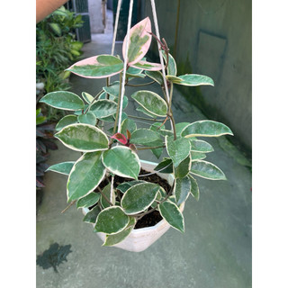 hoa lan cẩm cù lá cẩm thạch giò to