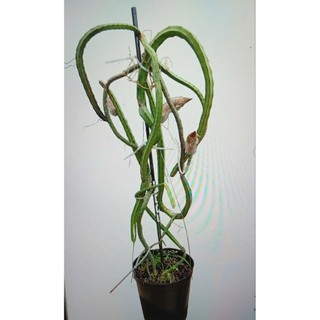 Cây nữ hoàng bóng đêm