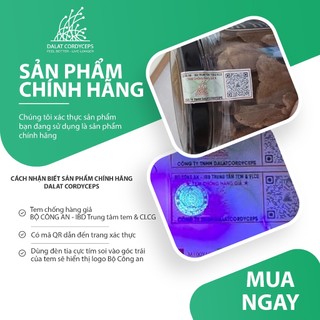 Cao ích mẫu - Dalat Cordyceps