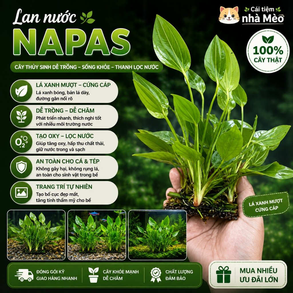 Lan Nước gắn sẵn vào Napas - Cây thủy sinh