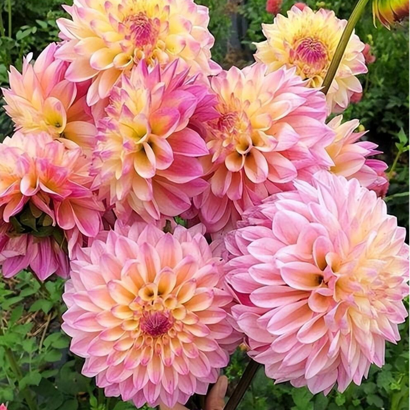 100Hạt -Hạt giống hoa thược dược nhiều màu DAHLIA - Dahlia Flower Seeds