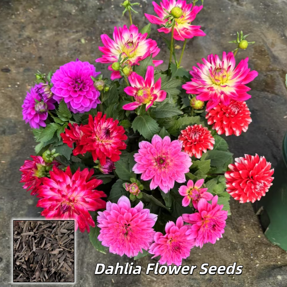 100Hạt -Hạt giống hoa thược dược nhiều màu DAHLIA - Dahlia Flower Seeds