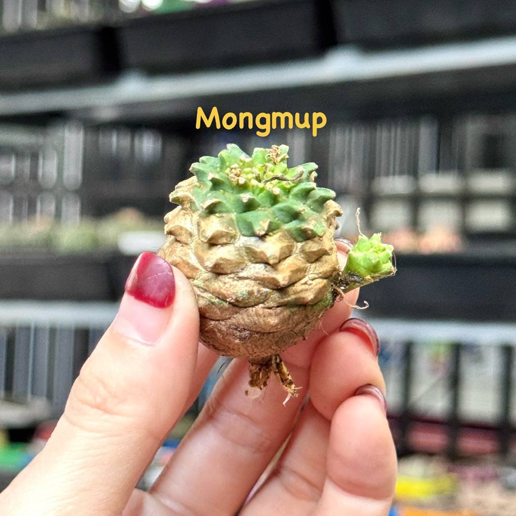 [Đọc kỹ mô tả] 1 Xương rồng dứa dòng Euphorbia Japonica chưa ra lá