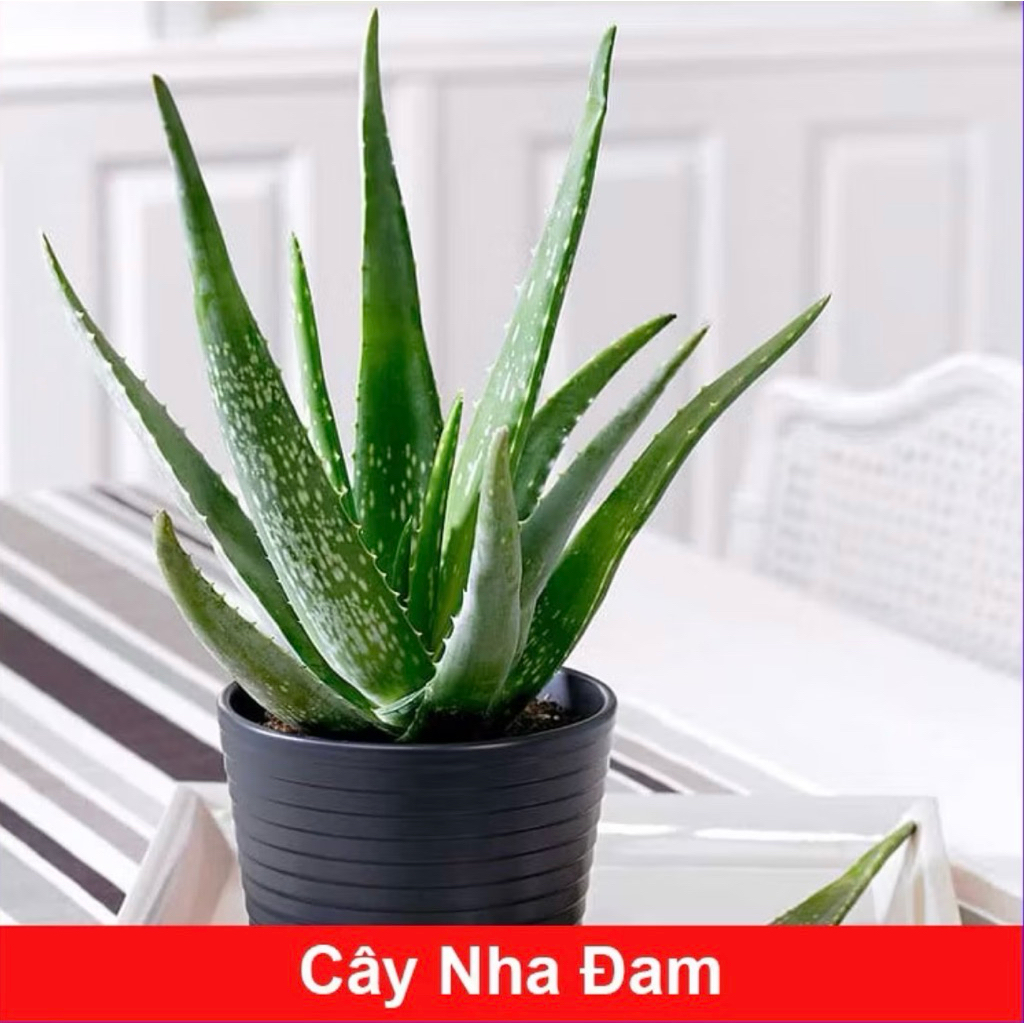 Cây nha đam cây lô hội dùng đắp mặt nấu chè làm thạch làm cảnh có rất nhiều công dụng