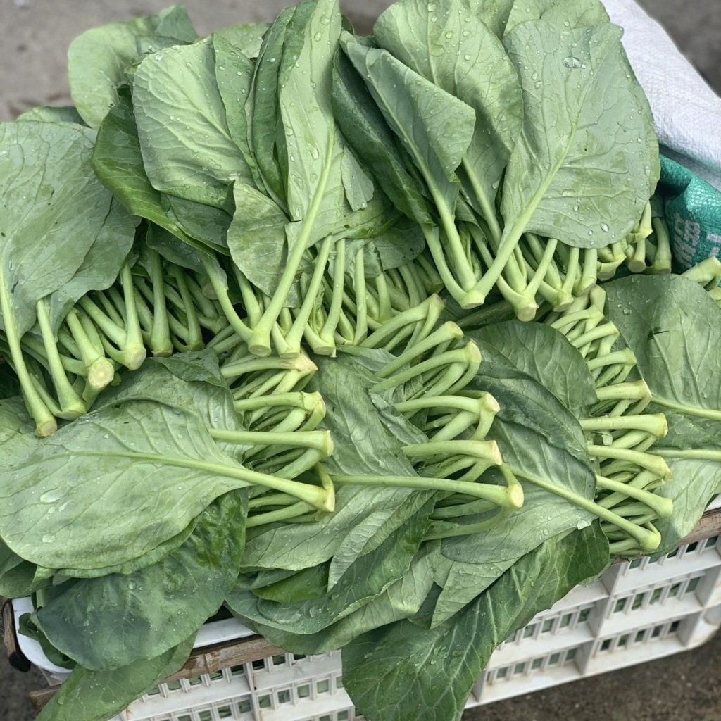 Hạt giống Cải Kale  Cải xoăn kale - chinese kale seeds-200Seeds