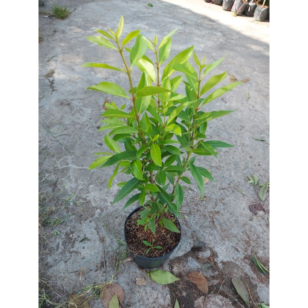 1 chậu cây vối nếp