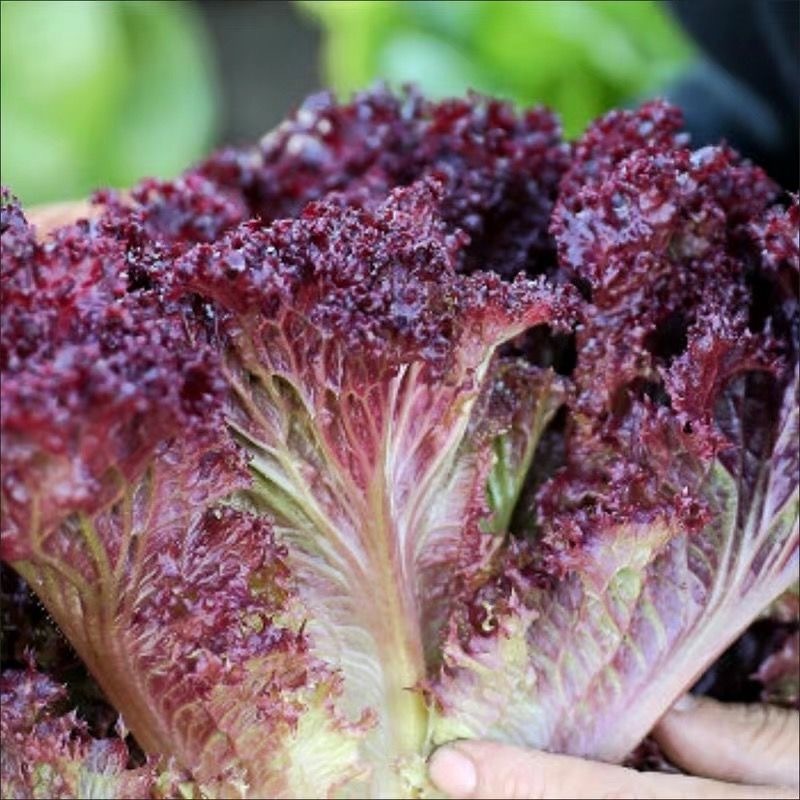 Hạt giống xà lách Romaine đỏ - Red Lettuce Seeds-800 Seeds