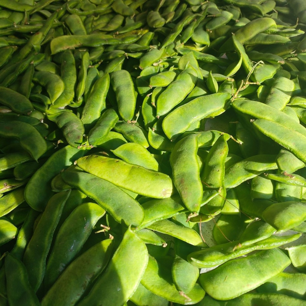 Patani seeds for planting -Patani Seeds-3seeds