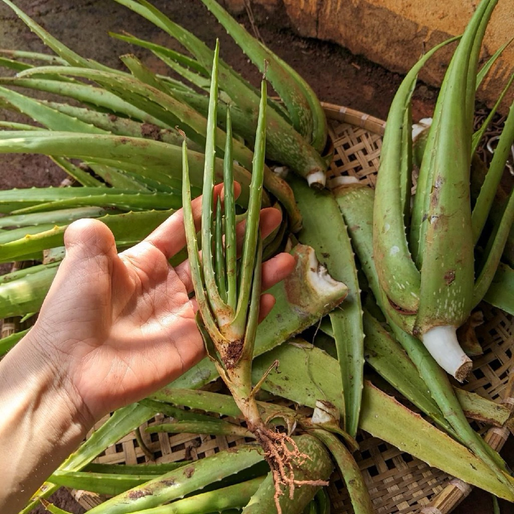 Combo cây nha đam giống, cây nha đam con làm giống, cây lô hội