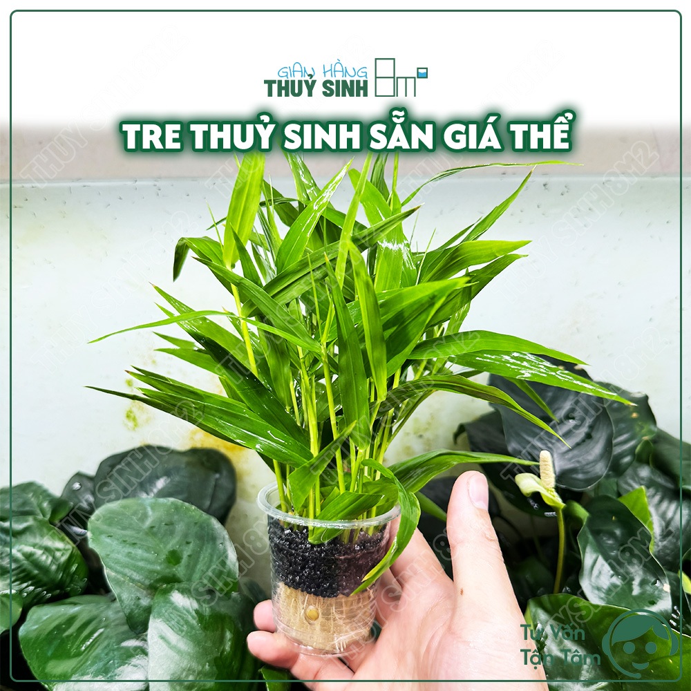 Tre Thuỷ Sinh Sẵn Giá Thể | Cây Thuỷ Sinh KHÔNG CO2, Cắt Cắm, Hậu Cảnh | 8m2