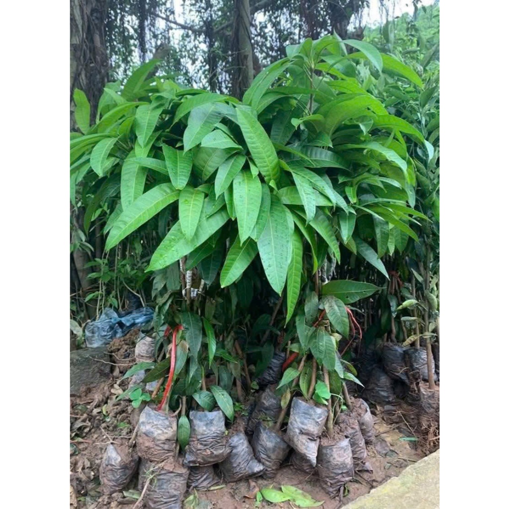 Xoài giống Thái hạt lép, xoài Úc, Xoài tứ quý bầu rễ khỏe, nhanh cho quả