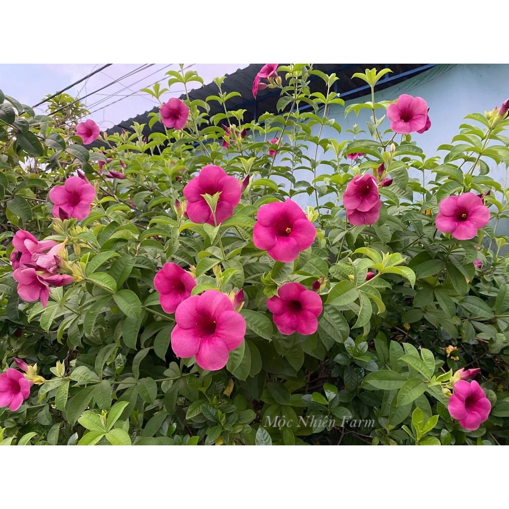Cây 🌲 Quỳnh Anh  leo( tím) đang hoa