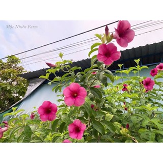Cây 🌲 Quỳnh Anh  leo( tím) đang hoa