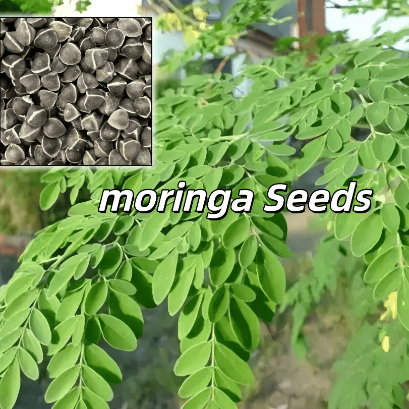 giống cây chùm ngây bonsai moringa tree -5Hạt