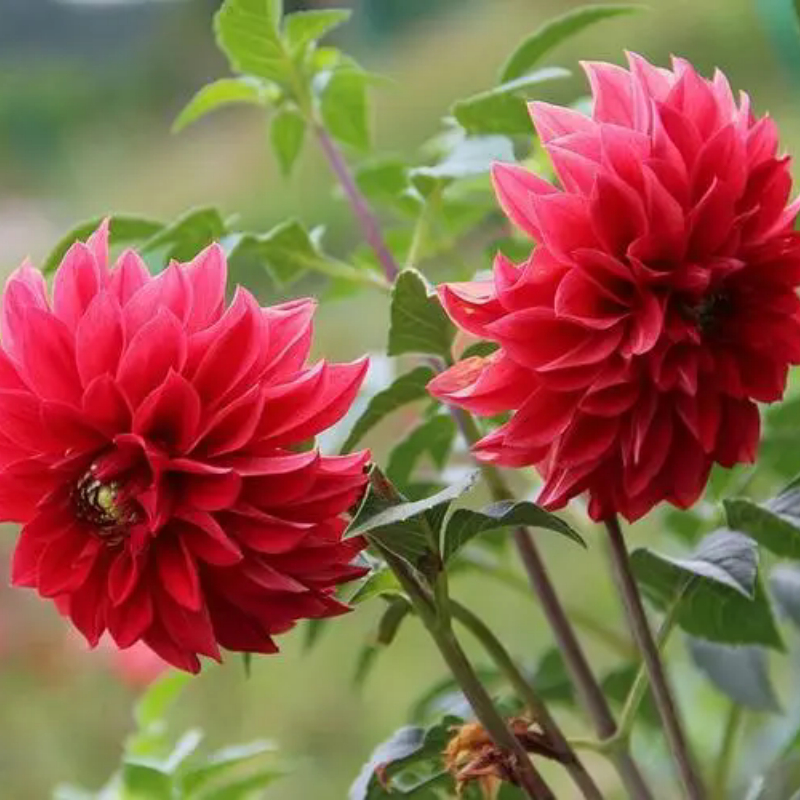 Hạt Dahlia Bốn Mùa Dễ Dàng Phát Sóng Sân -Dahlia Flower Seeds-100viên