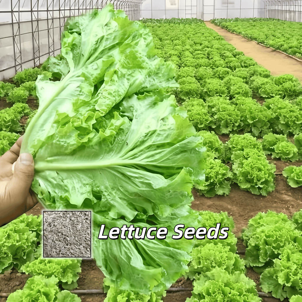 Hạt Giống Xà Lách Chịu Giòn Ngọt Lettuce Seeds -600Hạt