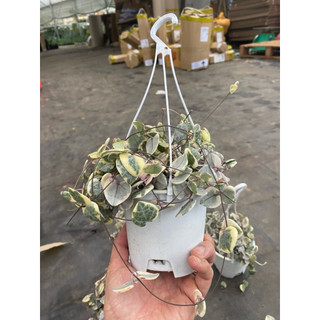 Chậu string of heart - Chuỗi dây tim