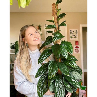 Chậu Trầu bà hạnh phúc - Monstera Peru