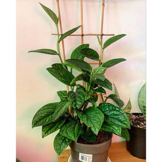 Chậu Trầu bà hạnh phúc - Monstera Peru