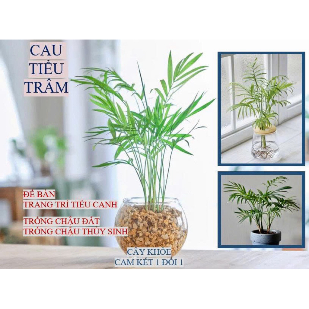 Cây cau tiểu trâm thuỷ sinh, tiểu cảnh, cây cau mini, để bàn văn phòng, cây cao 15~25cm
