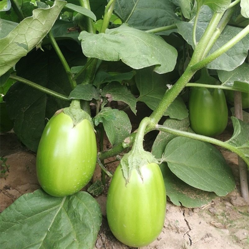 Hạt Giống Cà Bát Xanh  -Dwarf Eggplant Seeds -200 hạt