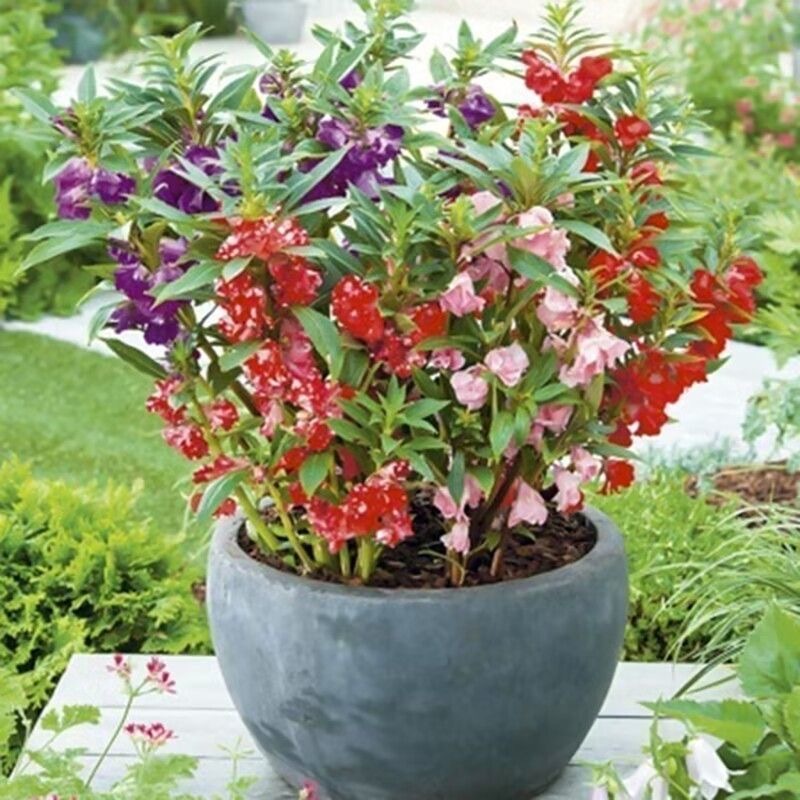 100 Hạt/Gói Nhiều Màu Sắc Impatiens Hạt Giống Henna Hạt Ban Công Chậu Cây Dễ Trồng Camellia Impatien