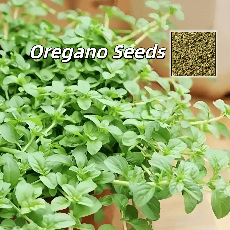 Hạt Giống Oregano Kinh Giới Tây Oregano Seeds -100Hạt