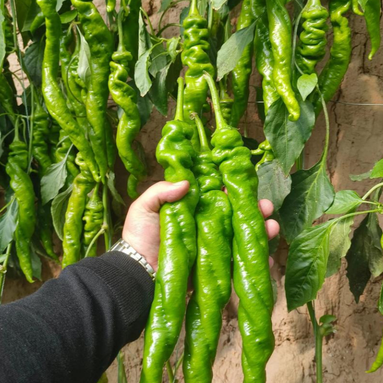 Hạt Giống Ớt Siêu Cay Ghost Pepper Đỏ Cay Cực Đỉnh Screw Pepper Seeds -100Hạt