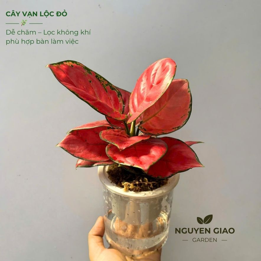 Cây Vạn Lộc Nhỏ, Cây Thiên Phú thủy sinh chậu nhựa