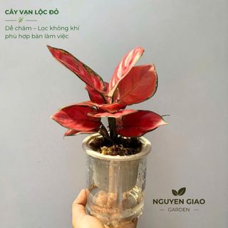 Cây Vạn Lộc Nhỏ, Cây Thiên Phú thủy sinh chậu nhựa