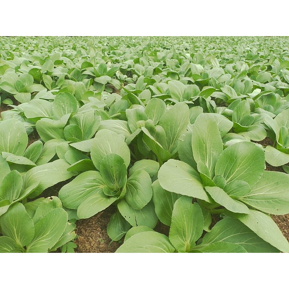[Runqingh] Hạt Giống Cải Pokoy Xanh (Cải Thìa Xanh, Cải Chíp ) - Gói khoảng 1000 hạt