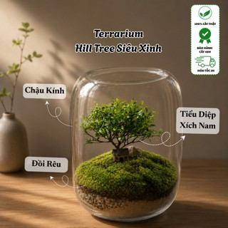 [Kèm Túi Và Thiệp] Terrarium Mái Vòm - Quà Tặng Sinh Nhật/ Tốt Nghiệp/ Đồng Nghiệp - Tiểu Cảnh Cây Xanh - Min Garden