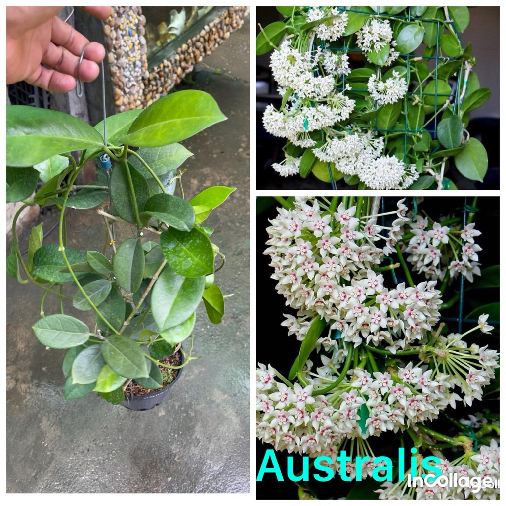 lan cẩm cù Australis giò to khoẻ thuần chậu hoa trắng