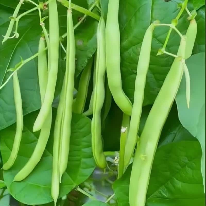 （10 Hạt giống ）Đậu dây Hạt giống rau Hạt đậu Pháp/Hạt giống rau BAGUIO BEANS